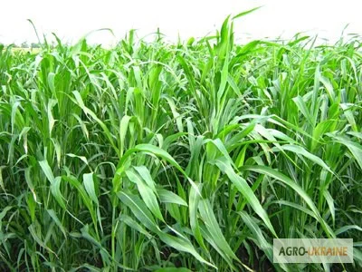 Суданка "Голубовська" - високо засухостійка культура- фото № 1