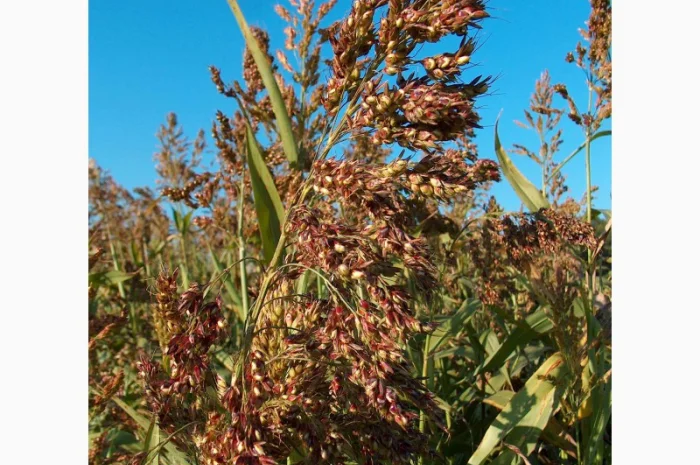 Суданка "Голубовська" - високо засухостійка культура- фото № 2
