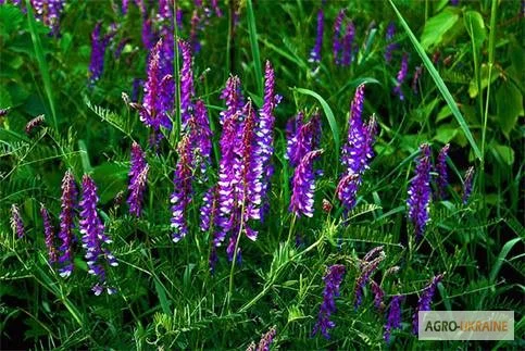 Семена люцерни Надія- фото № 2