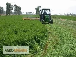 Семена люцерни Надія- фото № 3