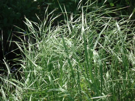 Стоколос (Костёр)- фото № 2