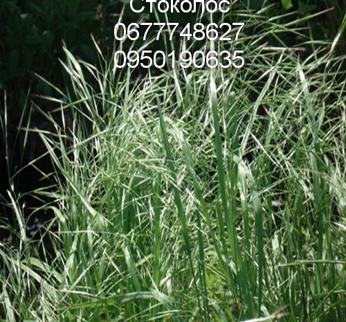 Стоколос (Костёр)- фото № 1