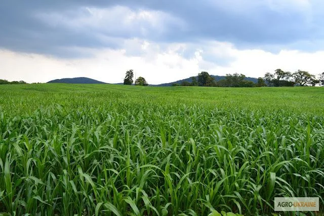 Суданка тонкостебельна- фото № 2