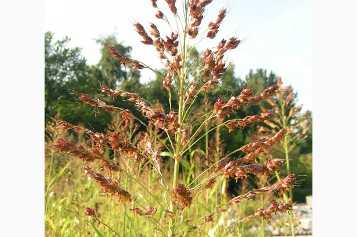 Суданка тонкостебельна- фото № 3
