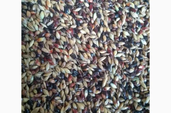 Куплю семена суданки, суданской травы- фото № 1