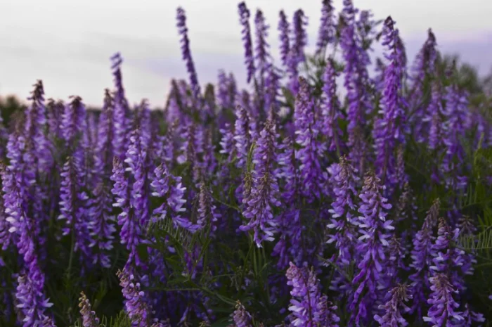 Куплю семена люцерны- фото № 1