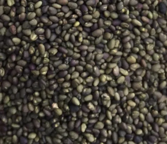 Куплю семена клевера любого объема- фото № 1