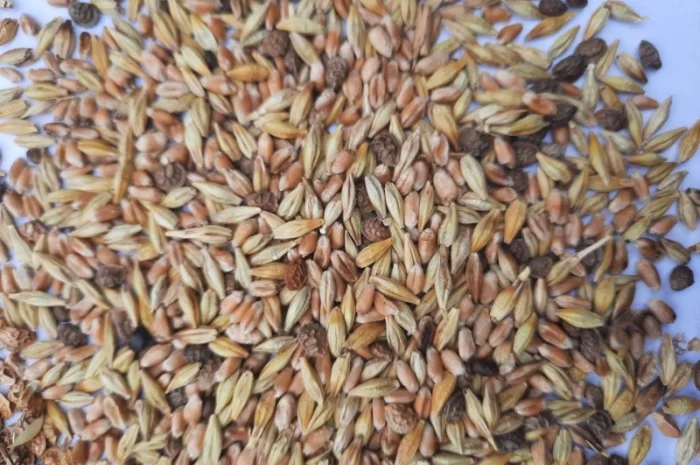 Відходи еспарцету (після очистки)- фото № 2