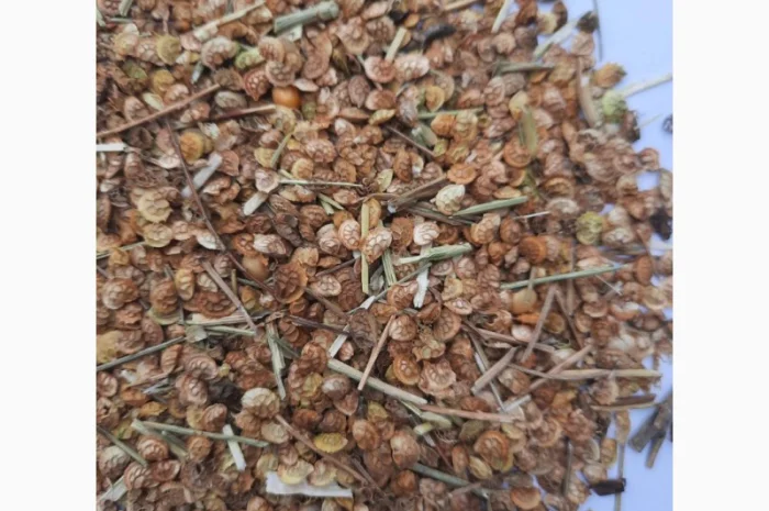 Відходи еспарцету (після очистки)- фото № 3