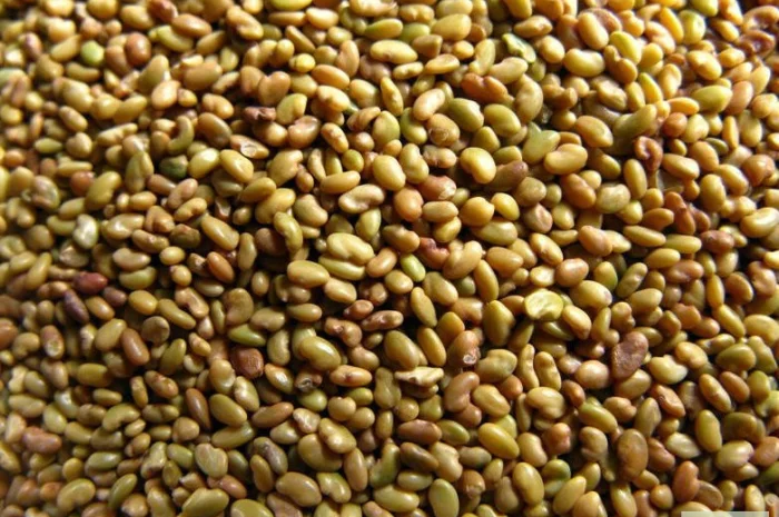 Семена кормових трав- фото № 1