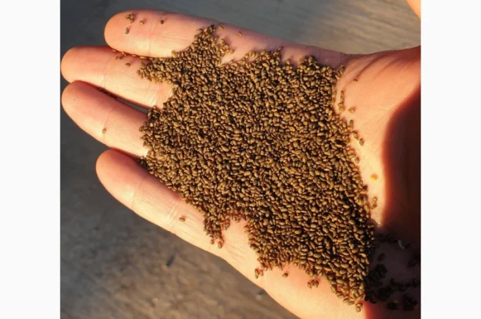 Семена люцерни- фото № 1