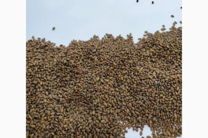 Семена люцерни- фото № 2