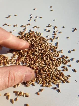 Насіння суданки- фото № 2