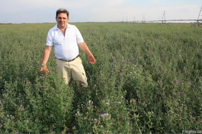 Семена люцерны- фото № 1