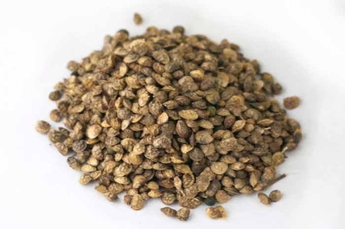 Продам Еспарцет 1 кг медонос, сидерат- фото № 1