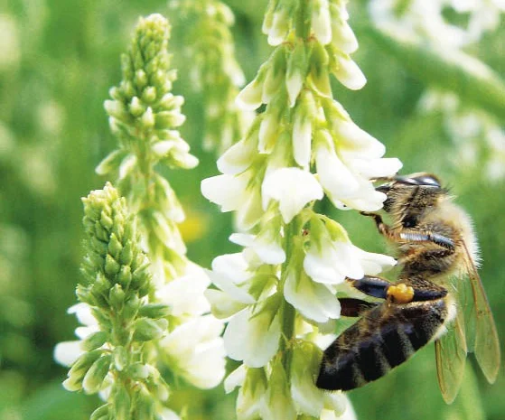 Продам буркун- фото № 1