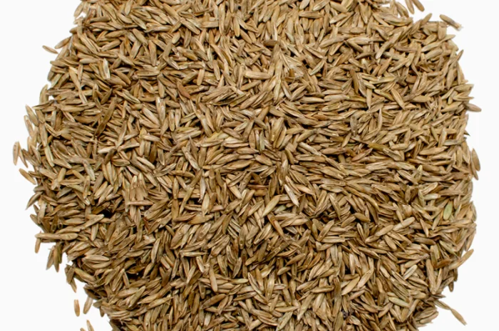 Вівсянниця (костриця) лучна продам від 1кг- фото № 2