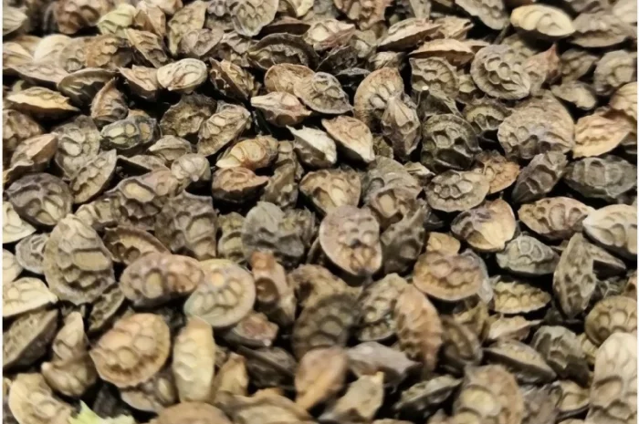 Эспарцет- фото № 1