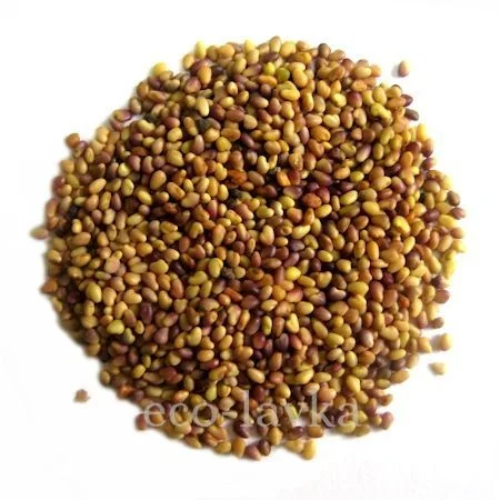 Семена Клевер куплю- фото № 1