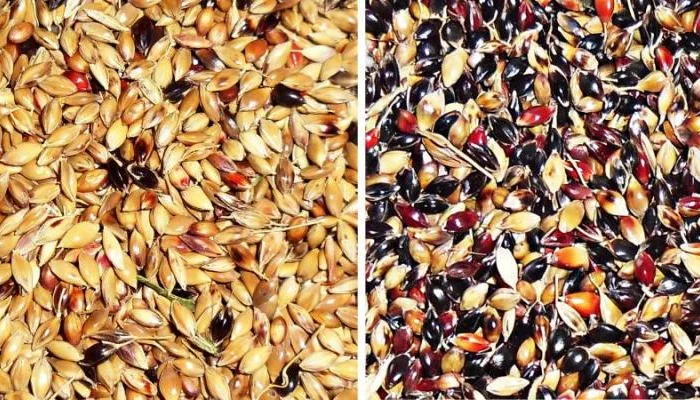 Куплю Семена Суданки- фото № 1