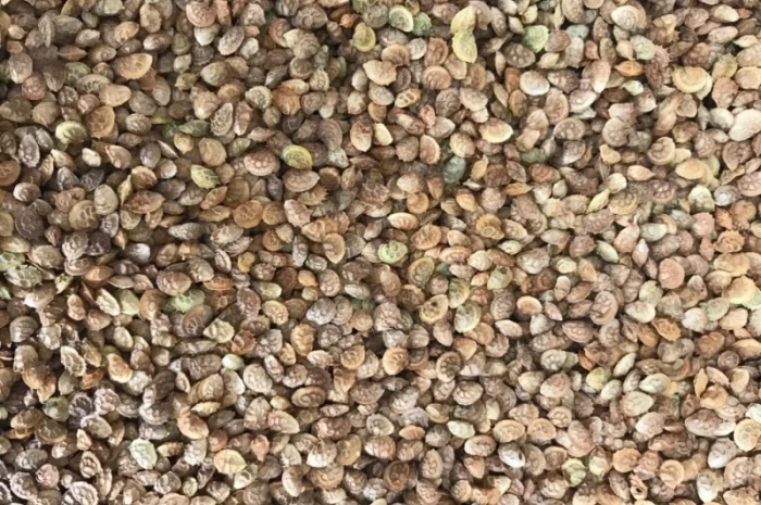 Продам семена Эспарцета- фото № 1