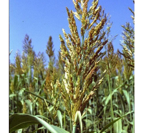 Суданка Билявка- фото № 1