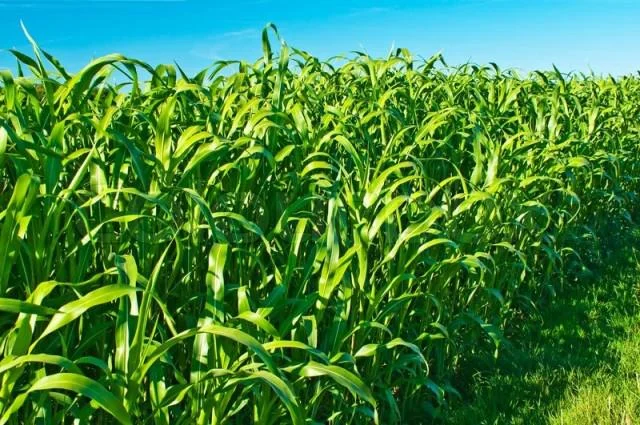 Суданка Билявка- фото № 2