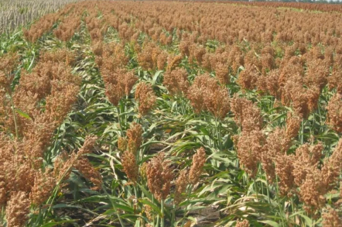 Суданка насіння- фото № 1