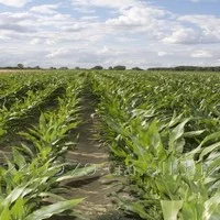 Суданка насіння- фото № 3