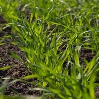 Суданка насіння- фото № 4