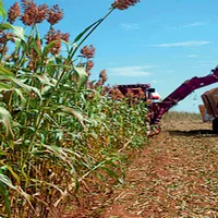 Суданка насіння- фото № 7