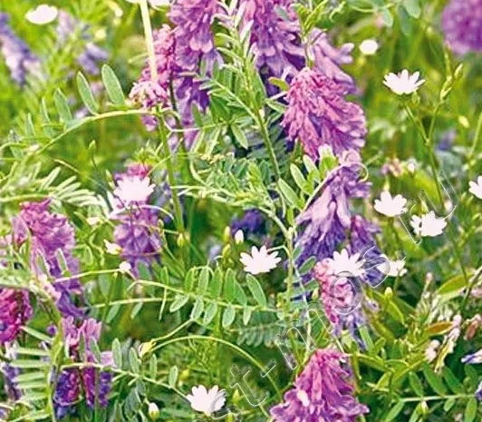 Вика вівсяна суміш- фото № 3