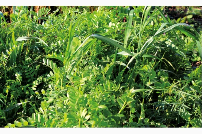 Вика вівсяна суміш- фото № 4