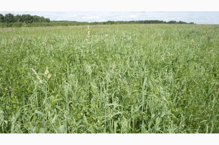 Вика вівсяна суміш- фото № 5