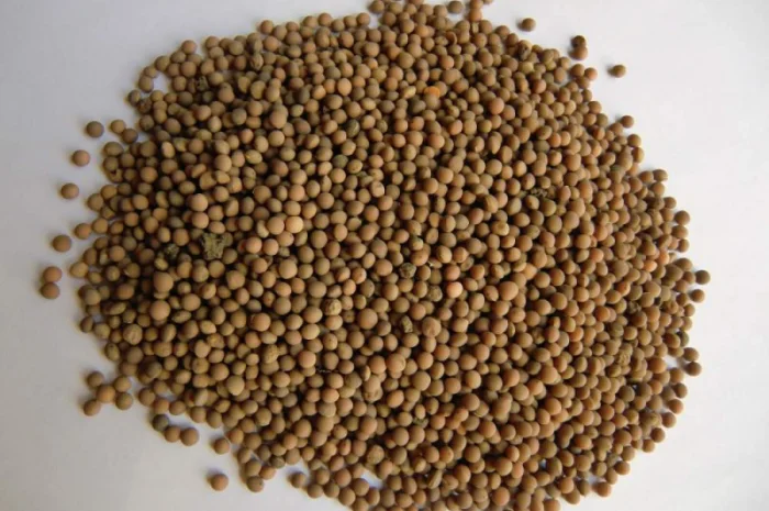 Продаем Семена Яровой Посевной Вики. Сорт яровой вики Белоцерковская- фото № 1