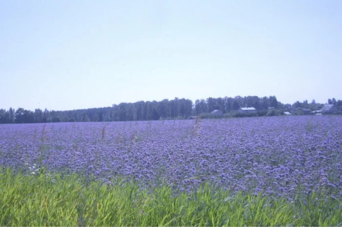 Продам семена Фацелии- фото № 1