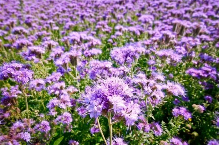 Фацелия сортовая (семена) : пурша, колокольчатая и пижмолистная- фото № 1