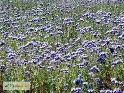 Куплю Фацелию очищенную и неочищенную- фото № 1