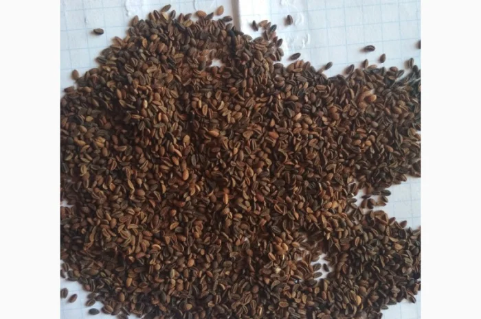 Продам семена Фацелии- фото № 1