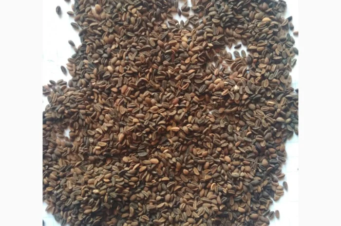 Продам семена Фацелии- фото № 2