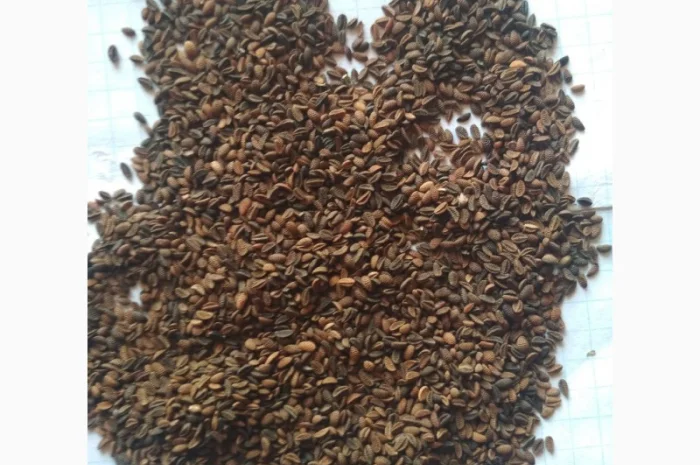 Продам семена Фацелии- фото № 3