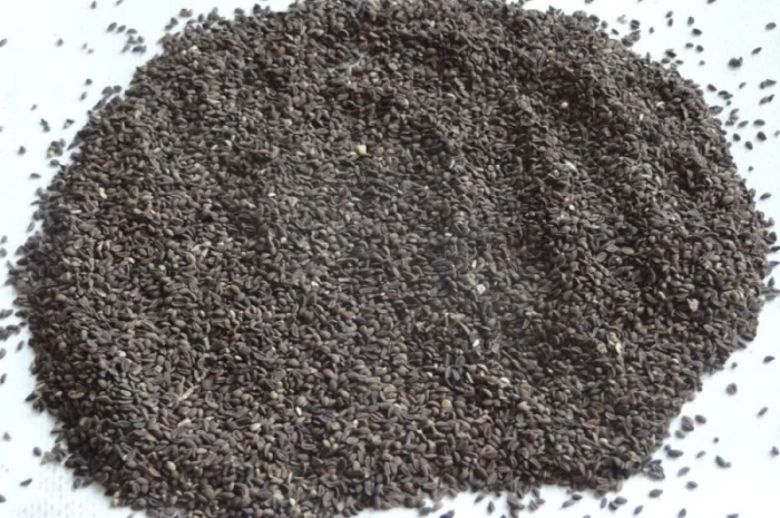 Купую насіння фацелії високої якості- фото № 1