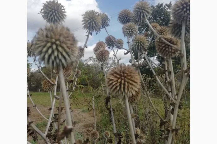 Пропонується насіння мордовника шароголового (крутай, головатень)- фото № 1