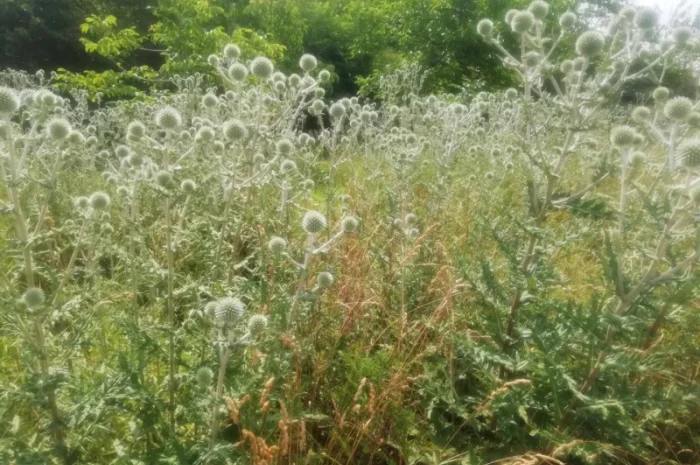 Пропонується насіння мордовника шароголового (крутай, головатень)- фото № 2