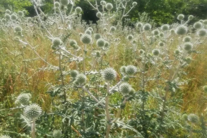 Пропонується насіння мордовника шароголового (крутай, головатень)- фото № 11