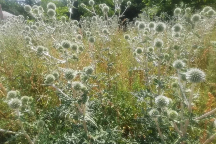 Пропонується насіння мордовника шароголового (крутай, головатень)- фото № 10
