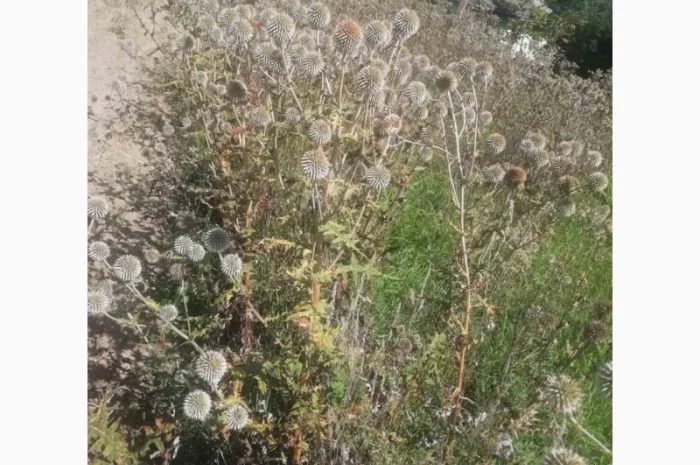 Пропонується насіння мордовника шароголового (крутай, головатень)- фото № 9