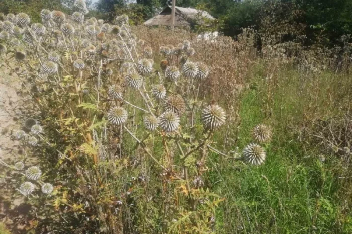 Пропонується насіння мордовника шароголового (крутай, головатень)- фото № 7