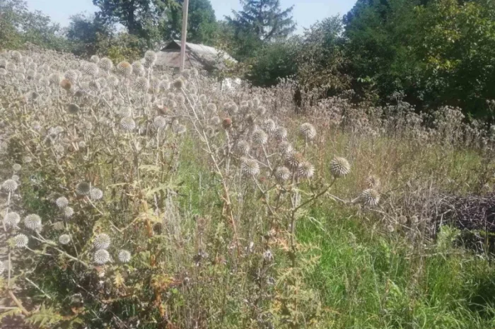 Пропонується насіння мордовника шароголового (крутай, головатень)- фото № 6