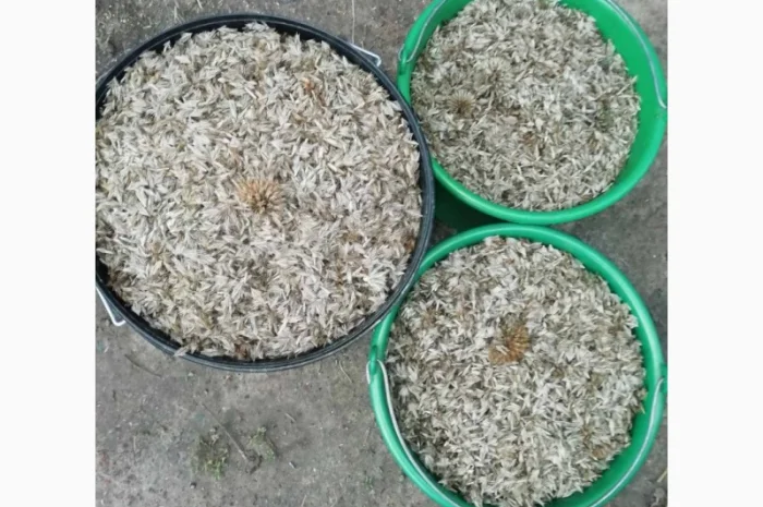 Пропонується насіння мордовника шароголового (крутай, головатень)- фото № 5